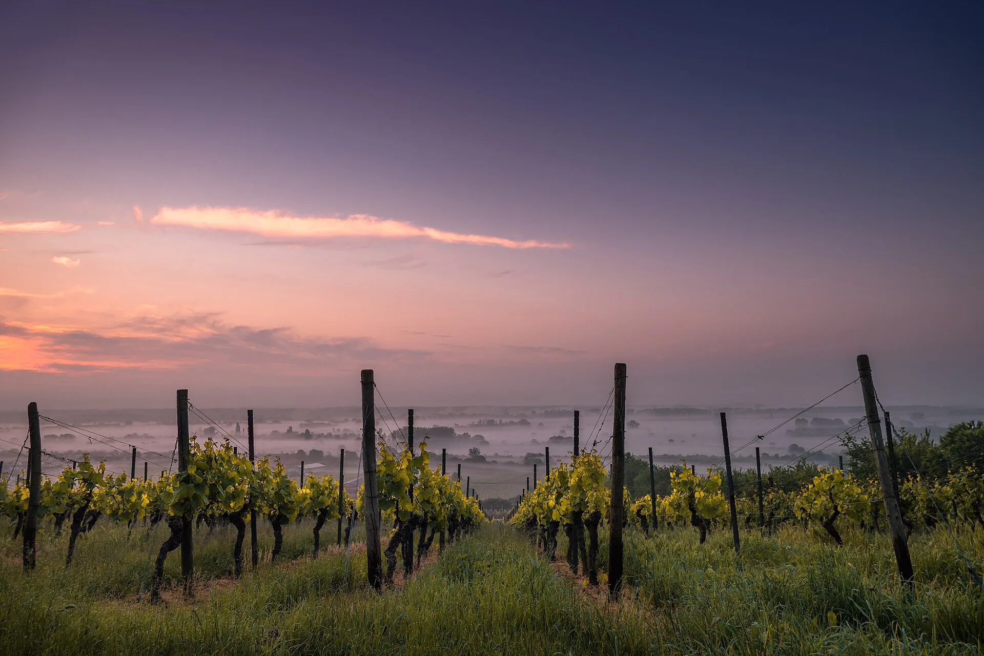 Vignes au coucher du soleil (photo d'illustration)